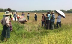 The trip to myanmar for our wheat and rice mini combine harvester